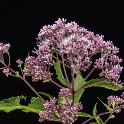 Joe Pye Weed